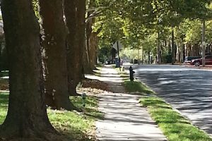 Tree Keepers Offers Free Walking Tour of Easton’s Unique Trees