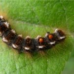 Be Weary of the Dangerous Brown Tail Moth Caterpillar in 2023