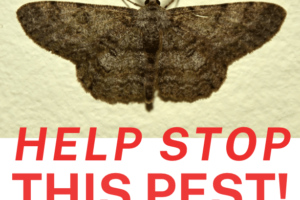 Help Stop This Pest!