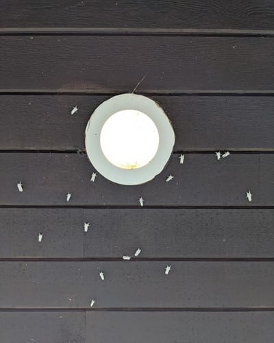 White Moths Around Light