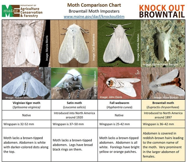 Browntail Moth (Euproctis Chrysorrhoea) 1